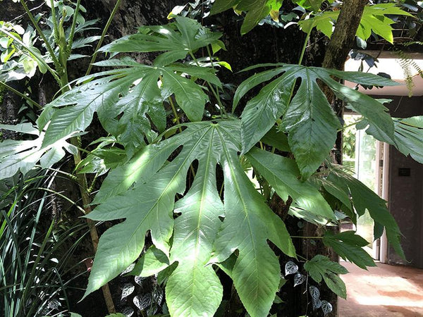 Osmoxylon novoguineense