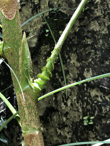 Osmoxylon novoguineense