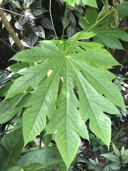 Osmoxylon novoguineense
