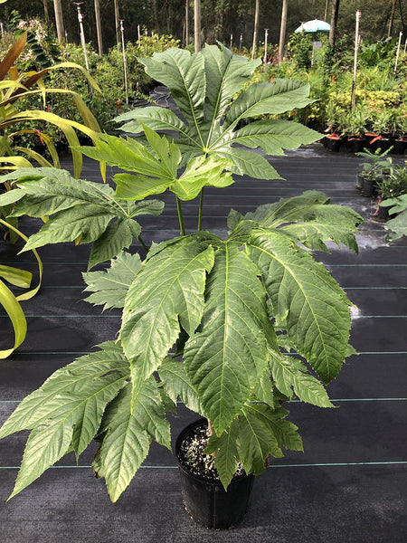 Osmoxylon novoguineense