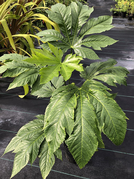 Osmoxylon novoguineense