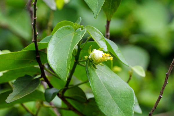 Pavonia bahamensis