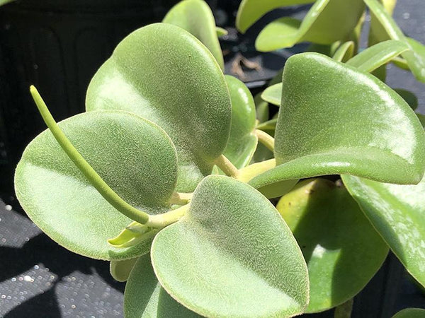 Peperomia incana