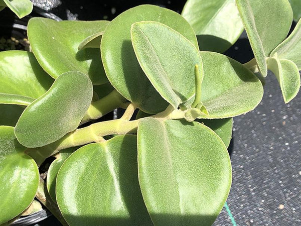 Peperomia incana