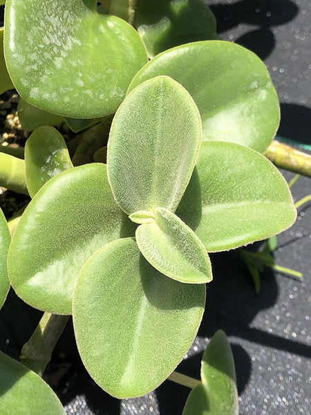 Peperomia incana