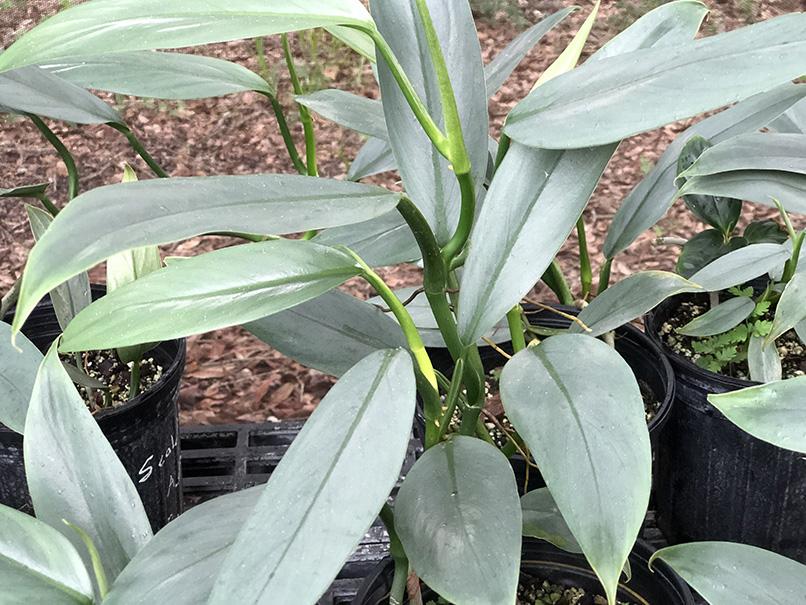 philodendron cordatum silver Philodendron hastatum (narrow leaf)