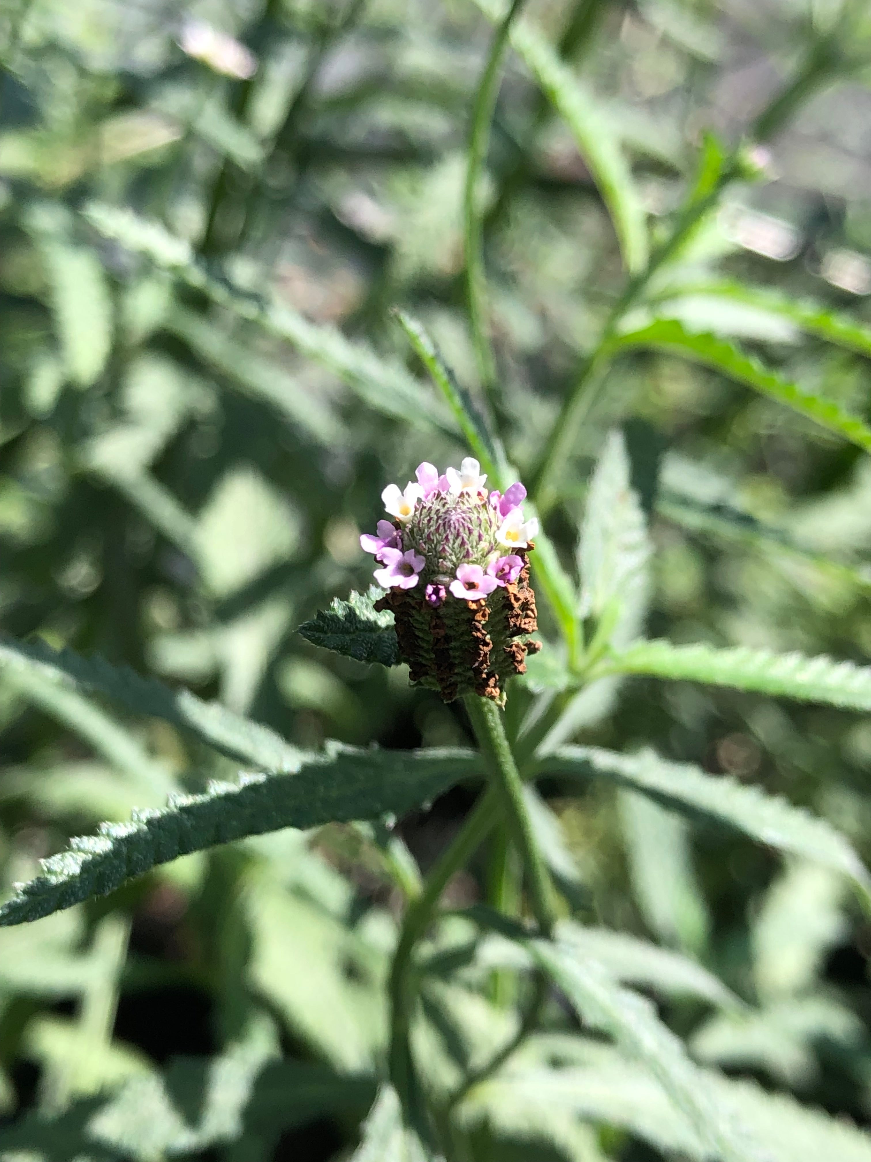 folia plant Phyla stoechadifolia
