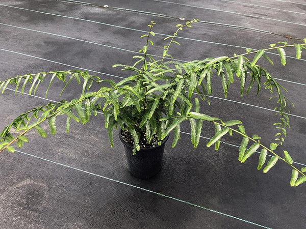 Phyllanthus sp. (tiny leaves and proliferous tips)