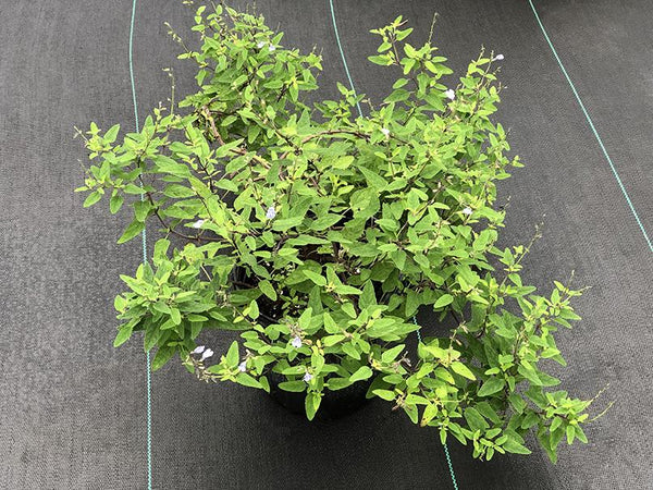 Salvia caymanensis