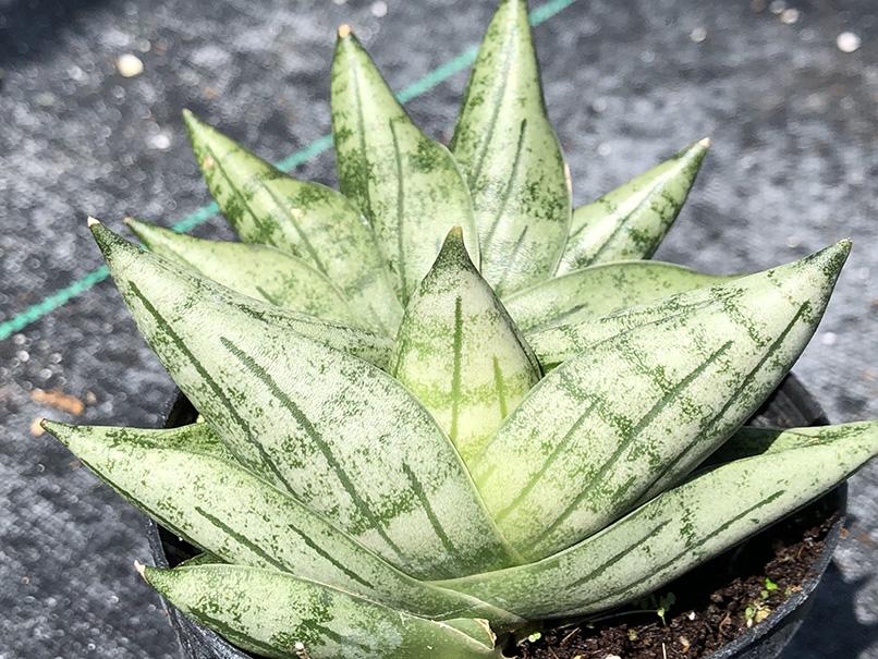 boncel snake plant Sansevieria 'Boncel Mini'