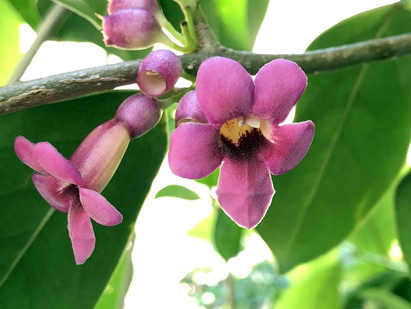 Schlegelia parasitica – Fairchild Tropical Botanic Garden