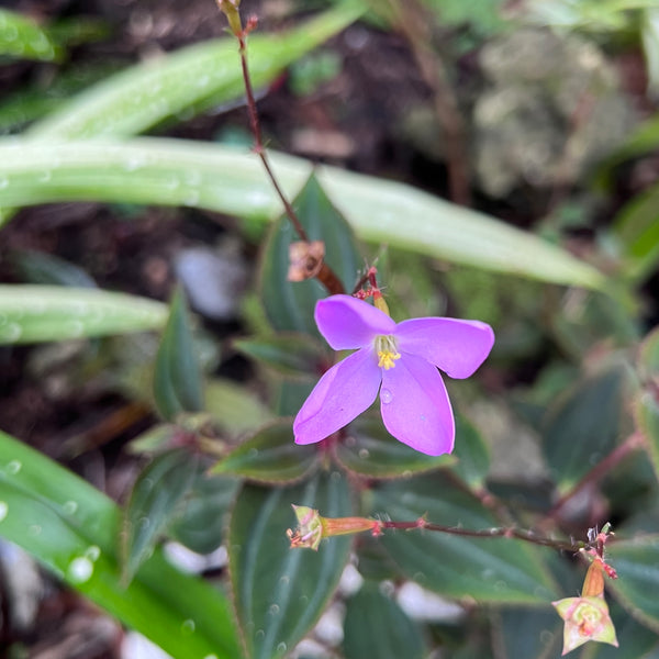 Arthrostemma parvifolium