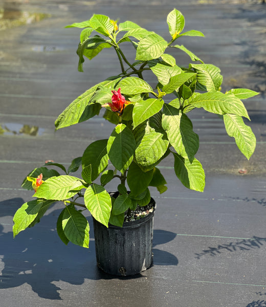 Sanchezia munita