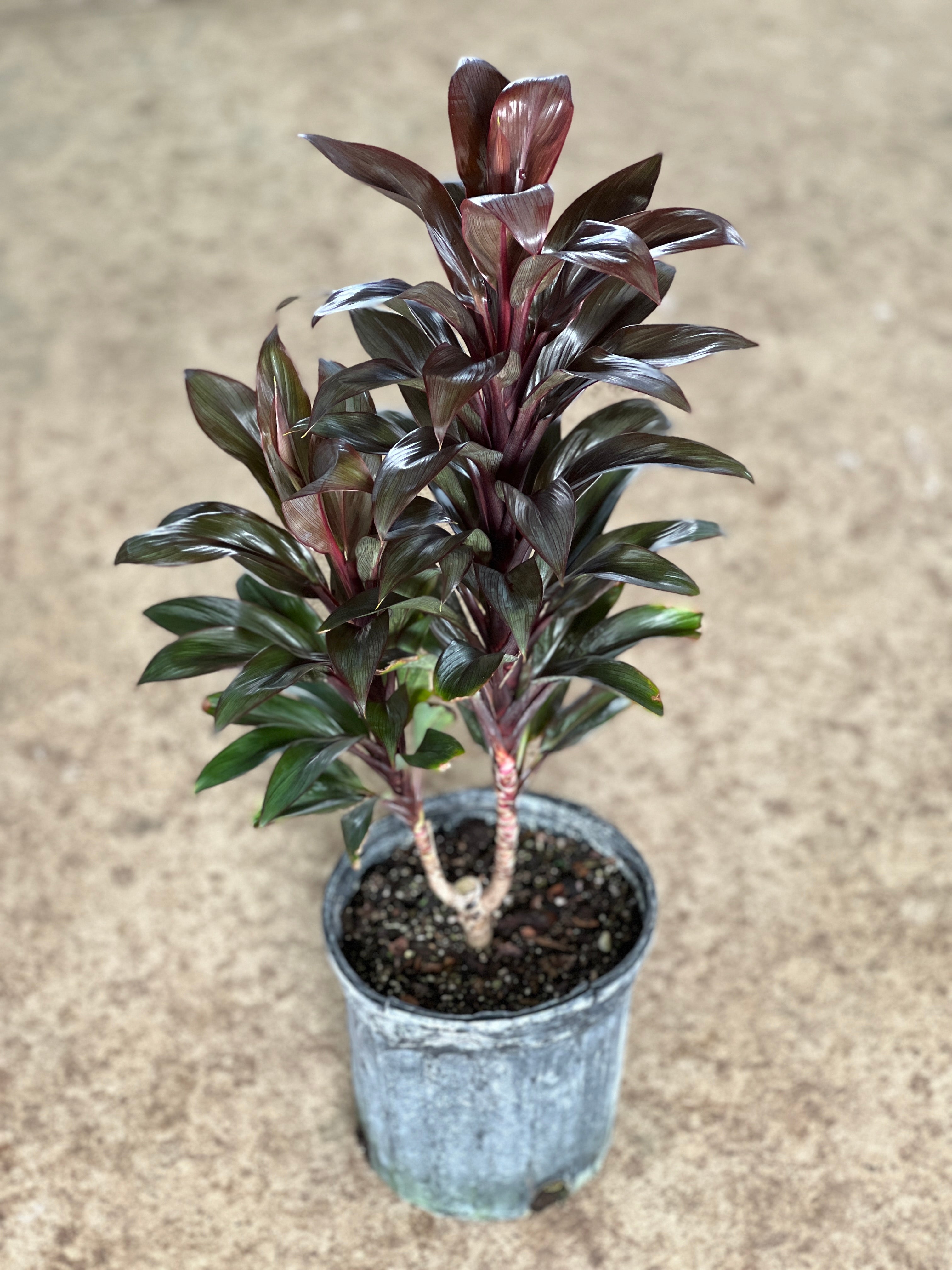 plant cordyline in pot Cordyline fruticosa 'Purple Compacta'