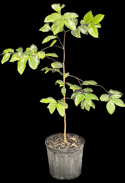 Goetzea elegans