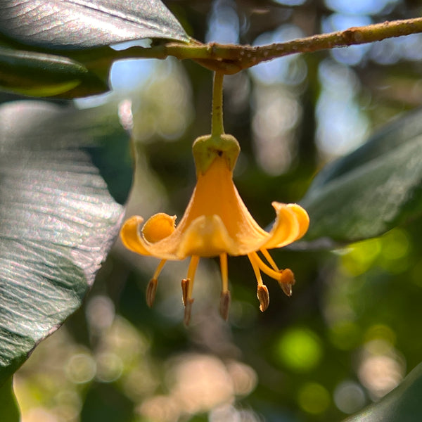 Goetzea elegans