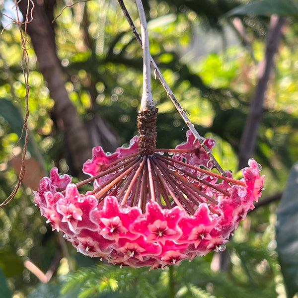 Hoya pubicalyx