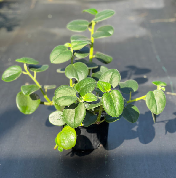 Peperomia incana