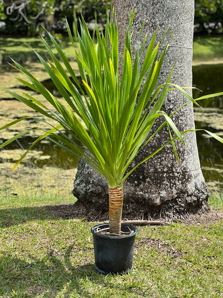 Dracaena multiflora