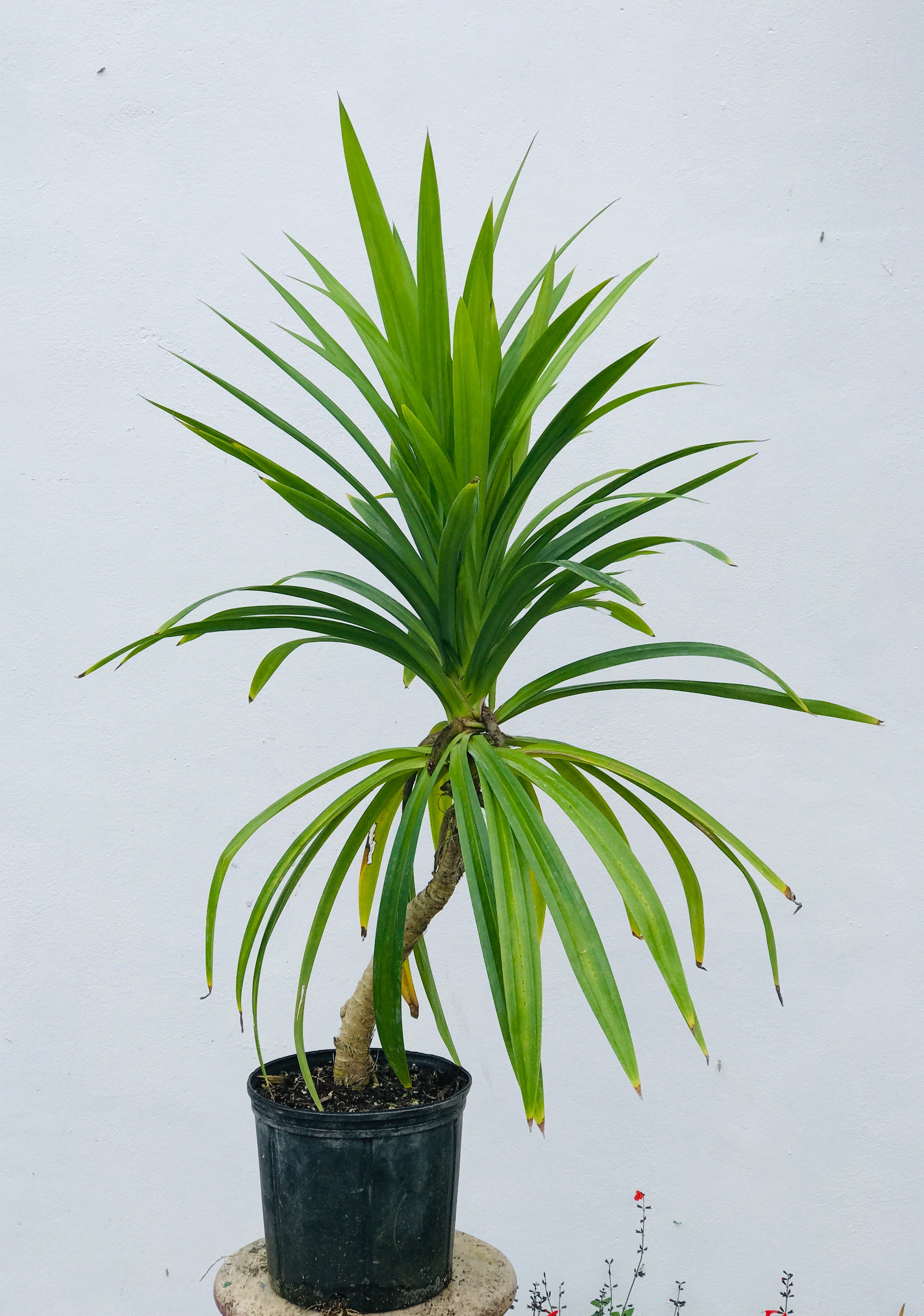 Pandanus Amaryllifolius