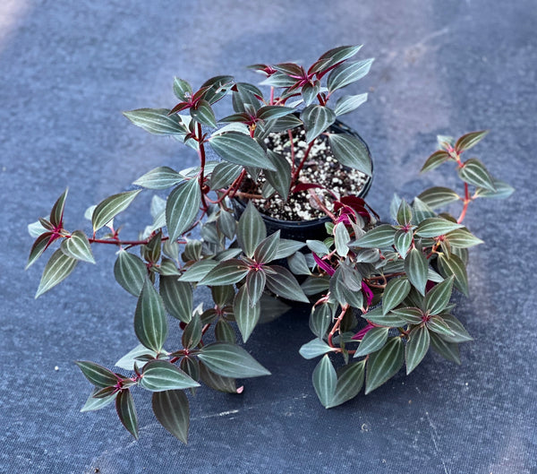 Arthrostemma parvifolium
