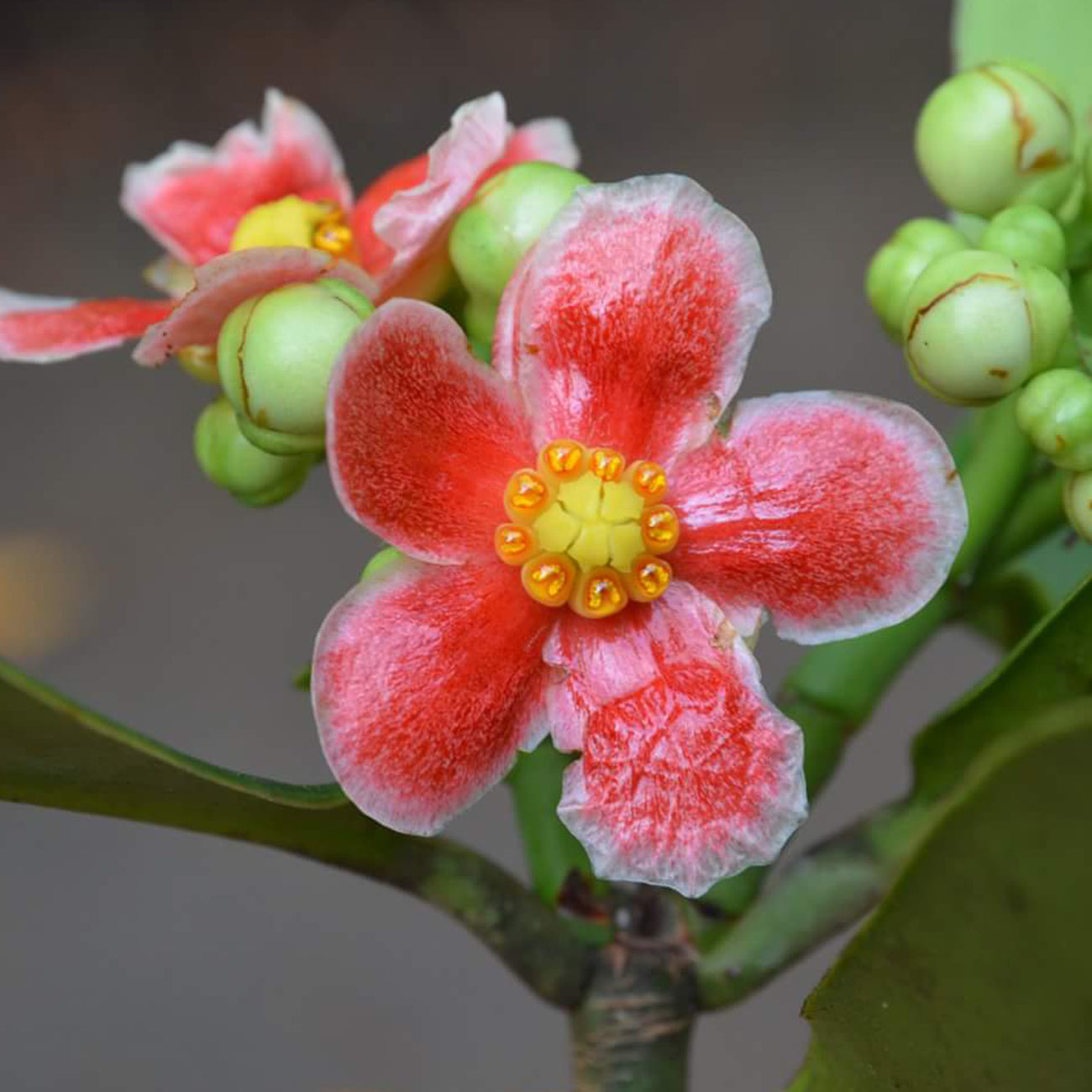 Flowering Trees & Shrubs