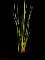 Schoenoplectus tabernaemontani