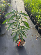 Mangifera indica 'Irwin' Tree