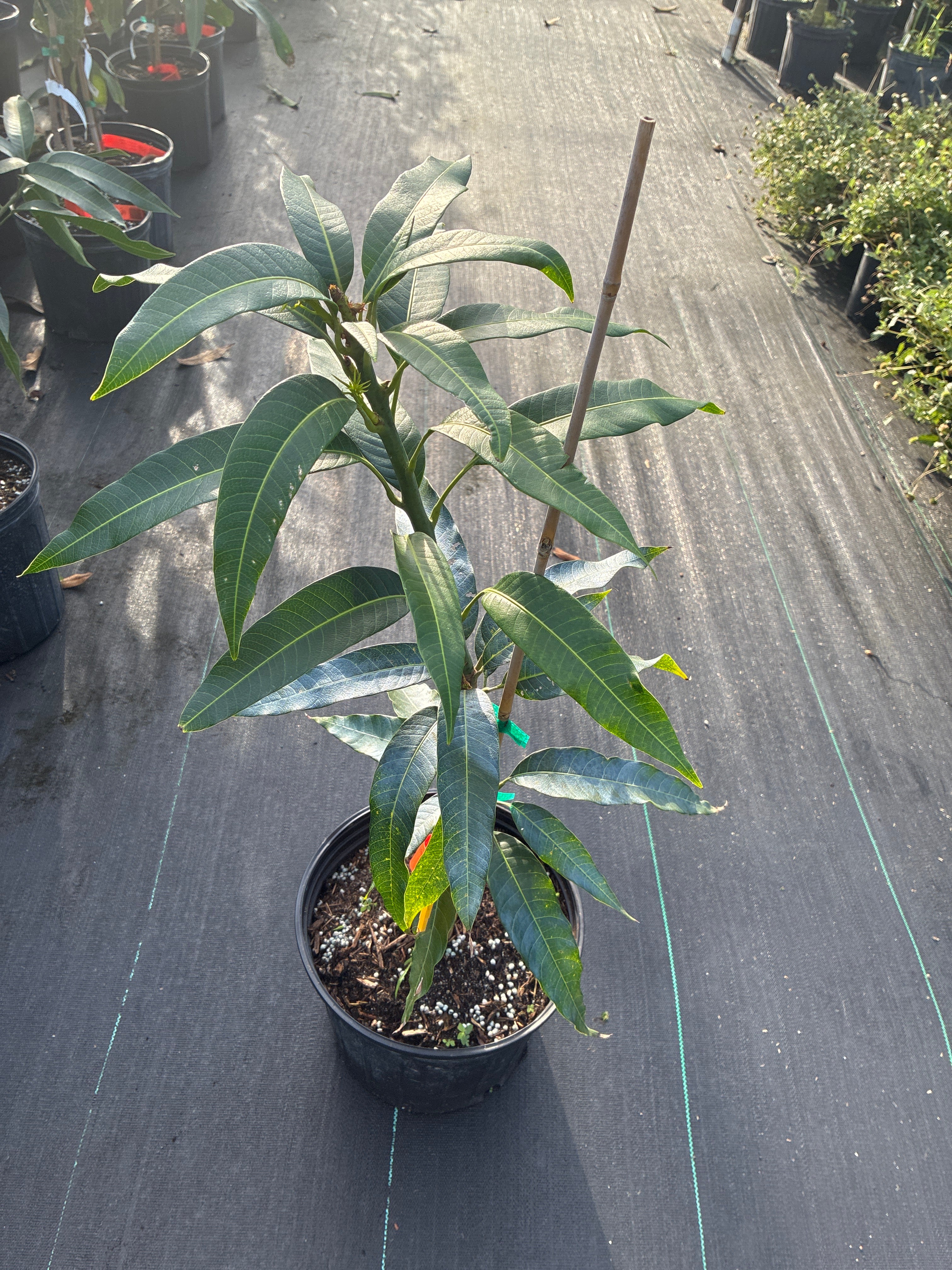 Mangifera indica 'Fruit Punch' Tree