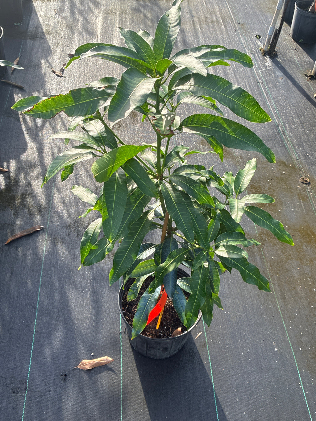 Mangifera indica 'Super Alphonso' Tree