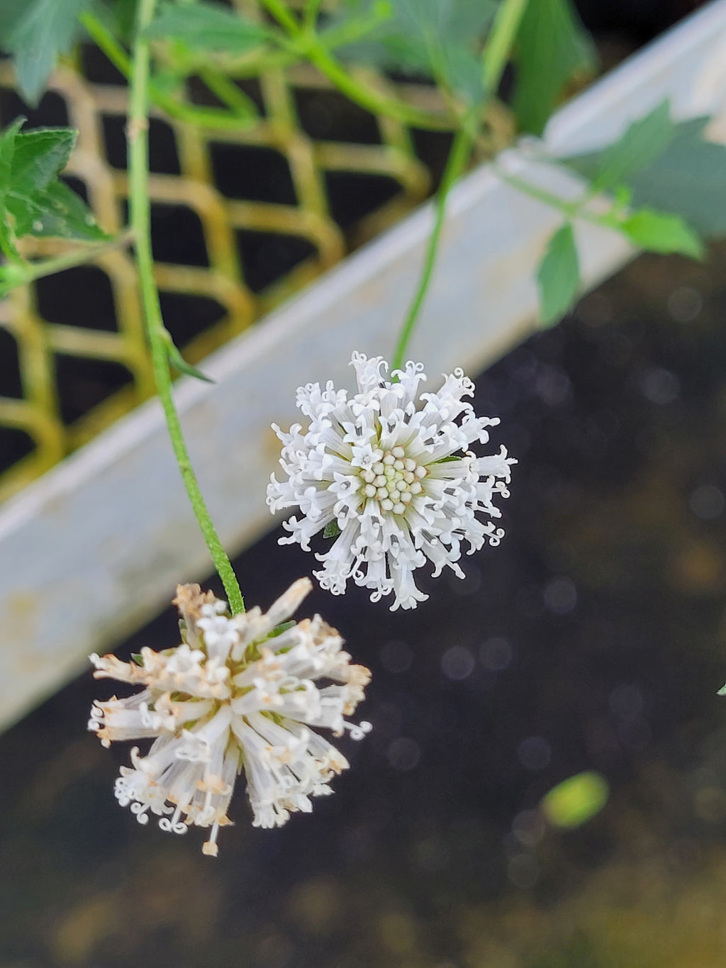 Melanthera parvifolia