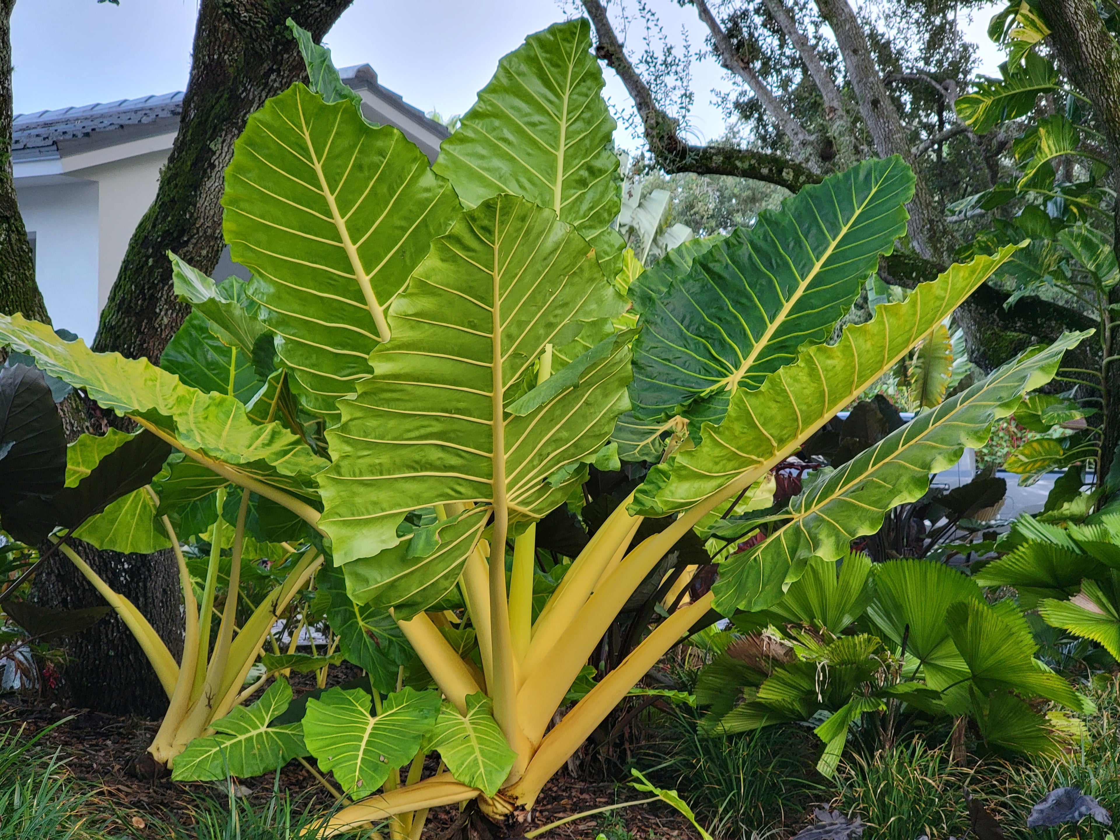 Alocasia 'Lutea'