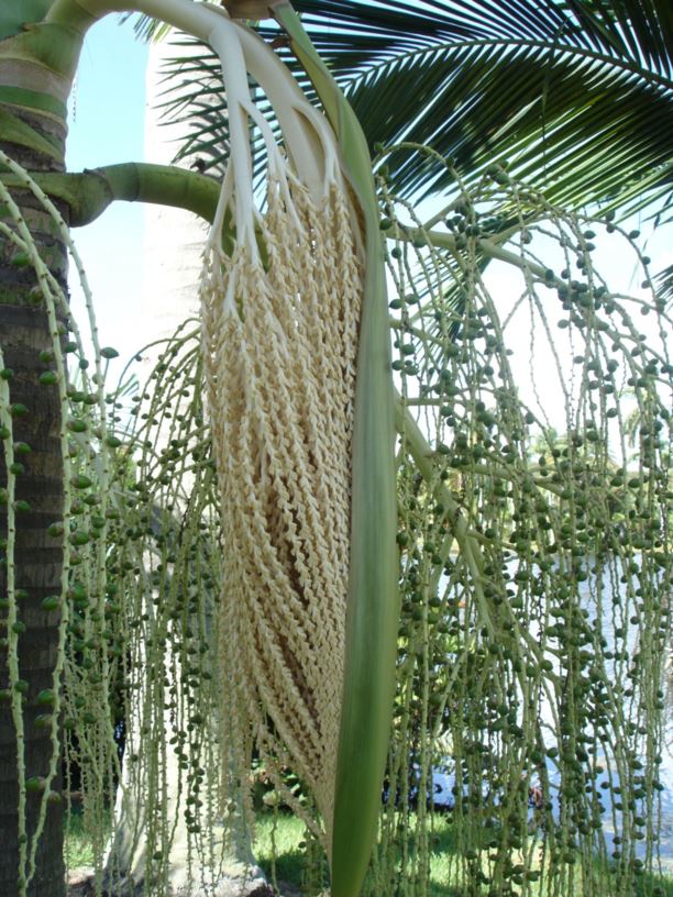 Archontophoenix myolensis