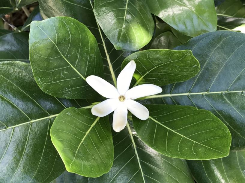 Gardenia taitensis