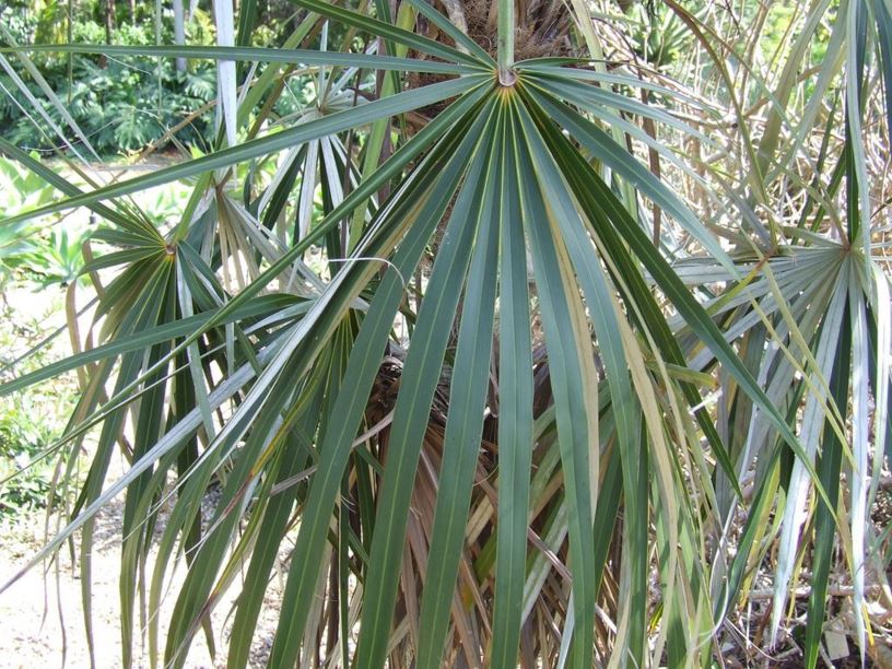 Coccothrinax argentata