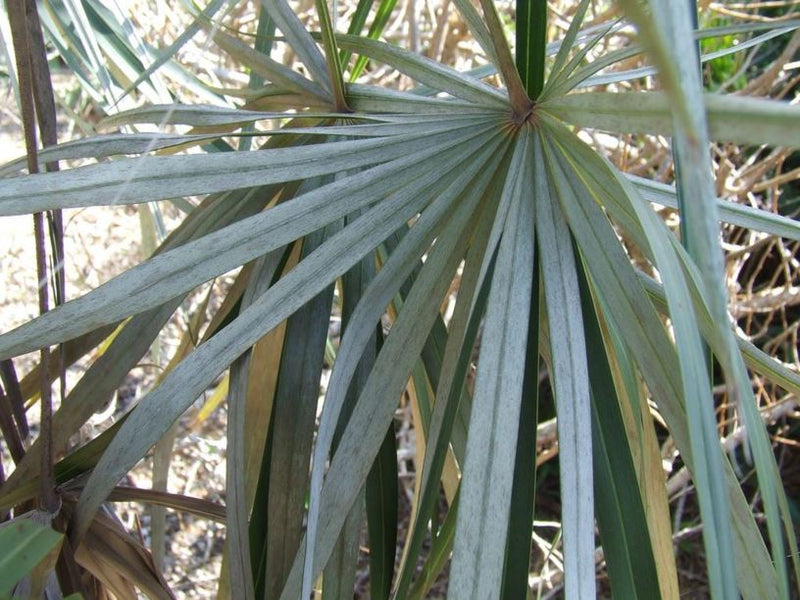 silver palm plant Coccothrinax argentata