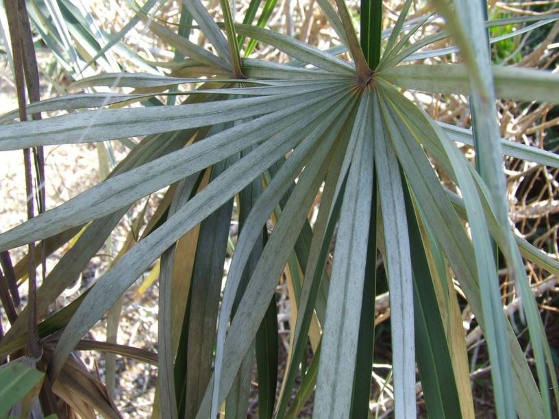 Coccothrinax argentata