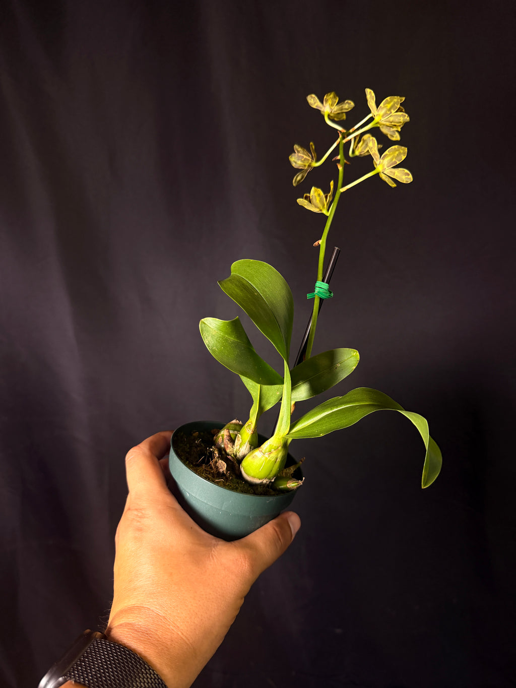 Grammatophyllum scriptum - Dwarf Form