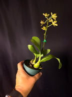 Grammatophyllum scriptum - Dwarf Form