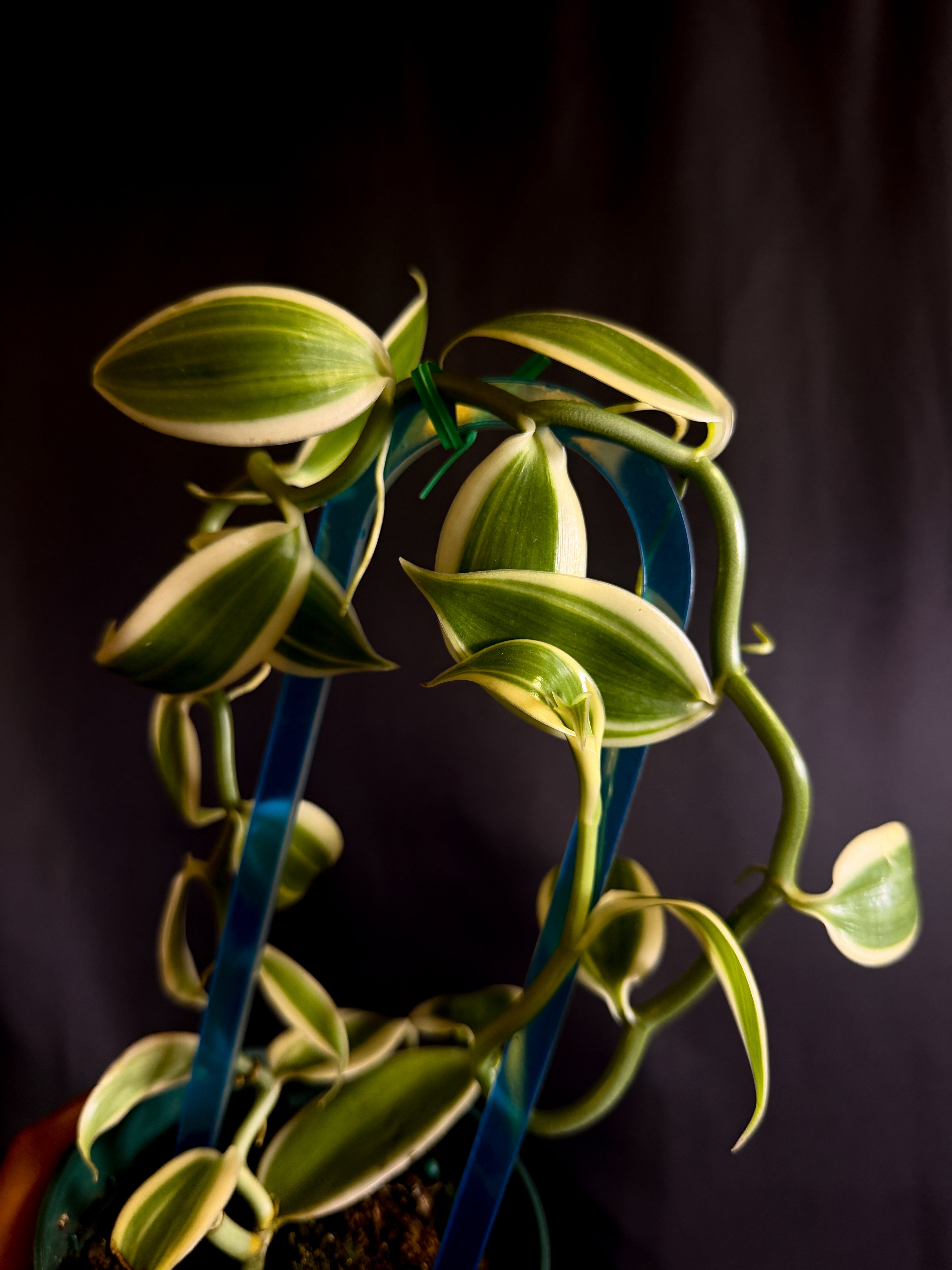 Vanilla planifolia ( Outer Variegated )