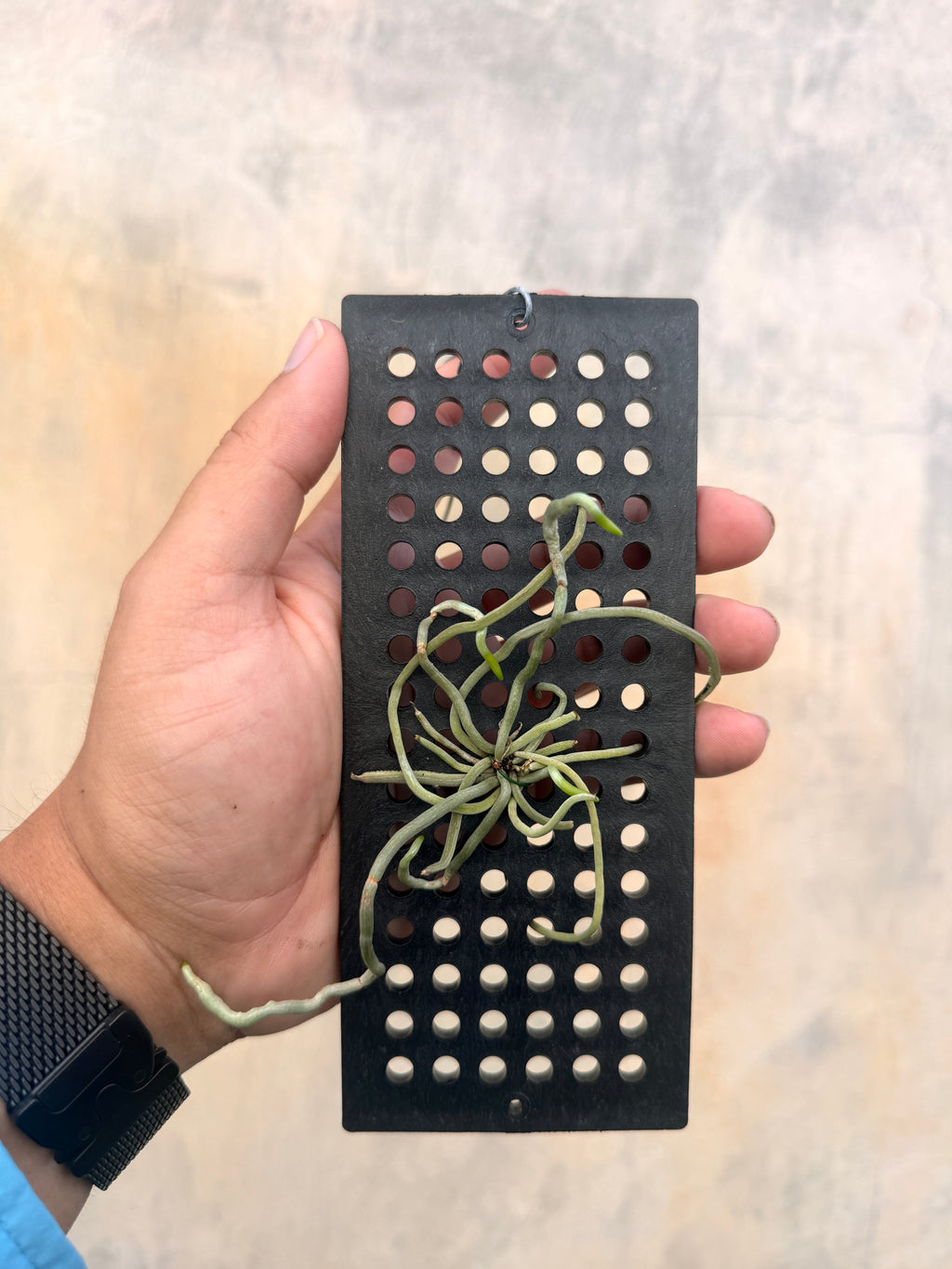 Dendrophylax lindenii (mounted)