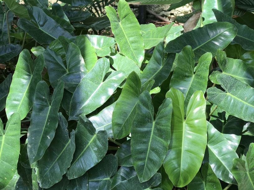 Fairchild Tropical Botanic Garden Philodendron burle-marxii