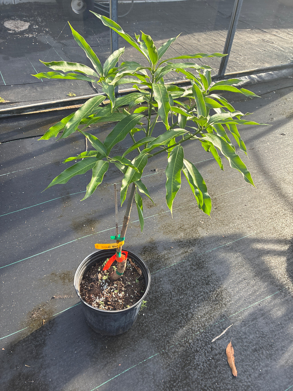 Mangifera indica 'Dusari' Tree