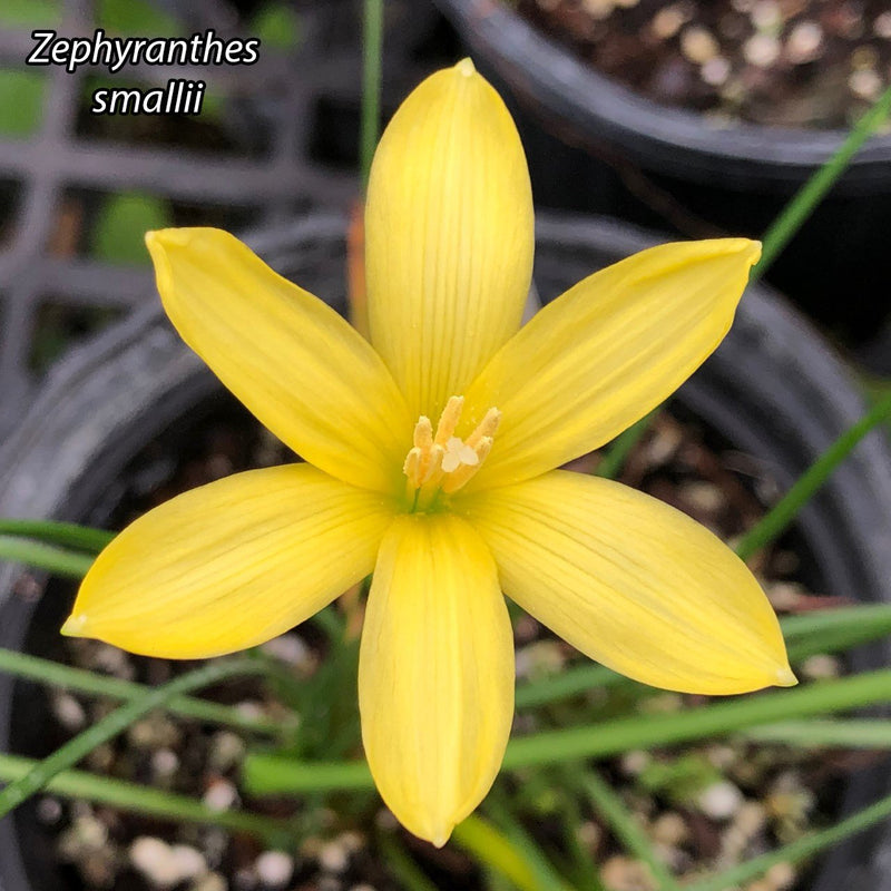 Zephyranthes smallii