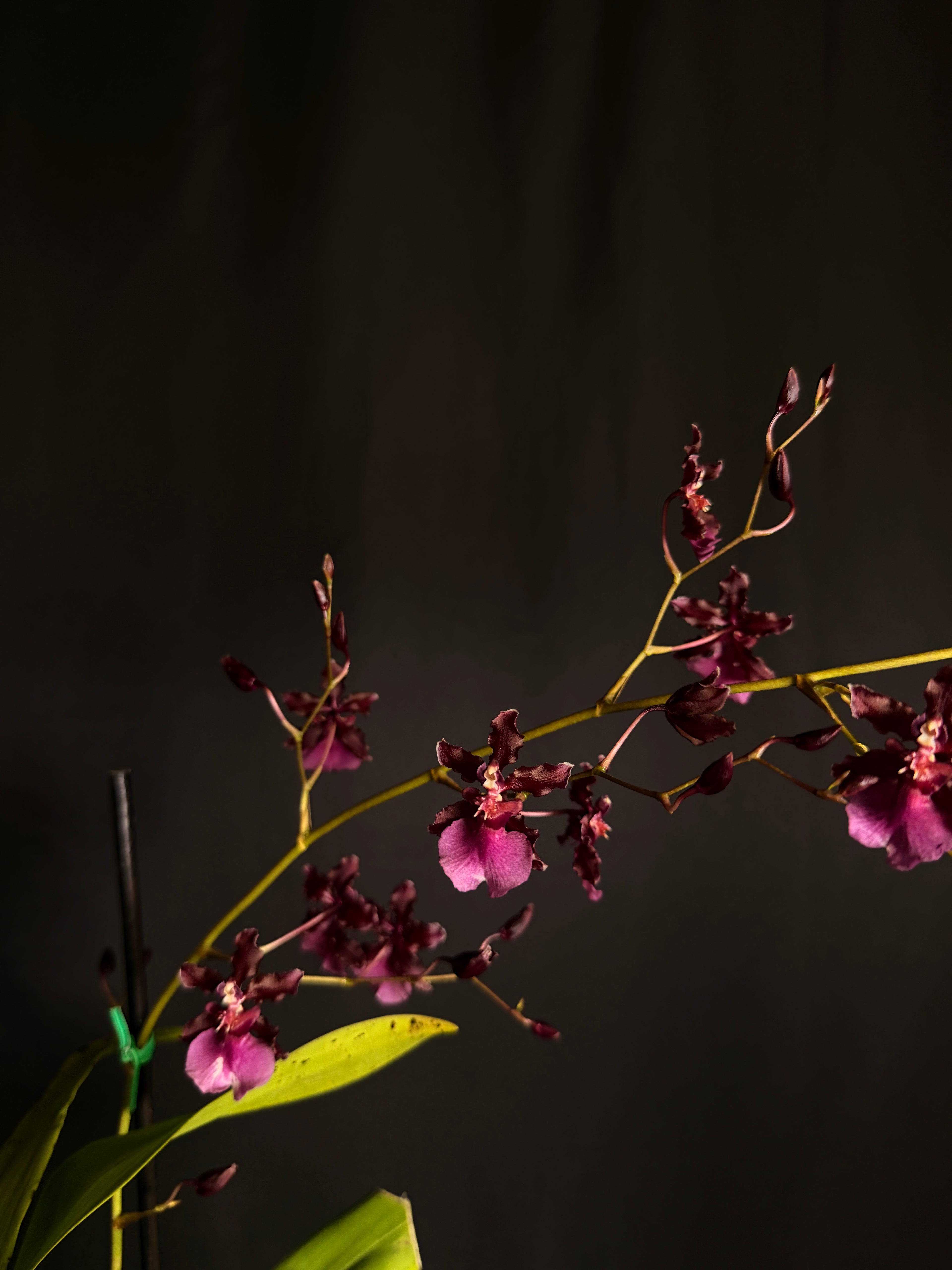 Oncidium ‘Sharry Baby Red Fantasy’