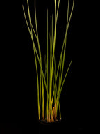 Schoenoplectus tabernaemontani
