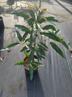 Mangifera indica 'Mallika' Tree