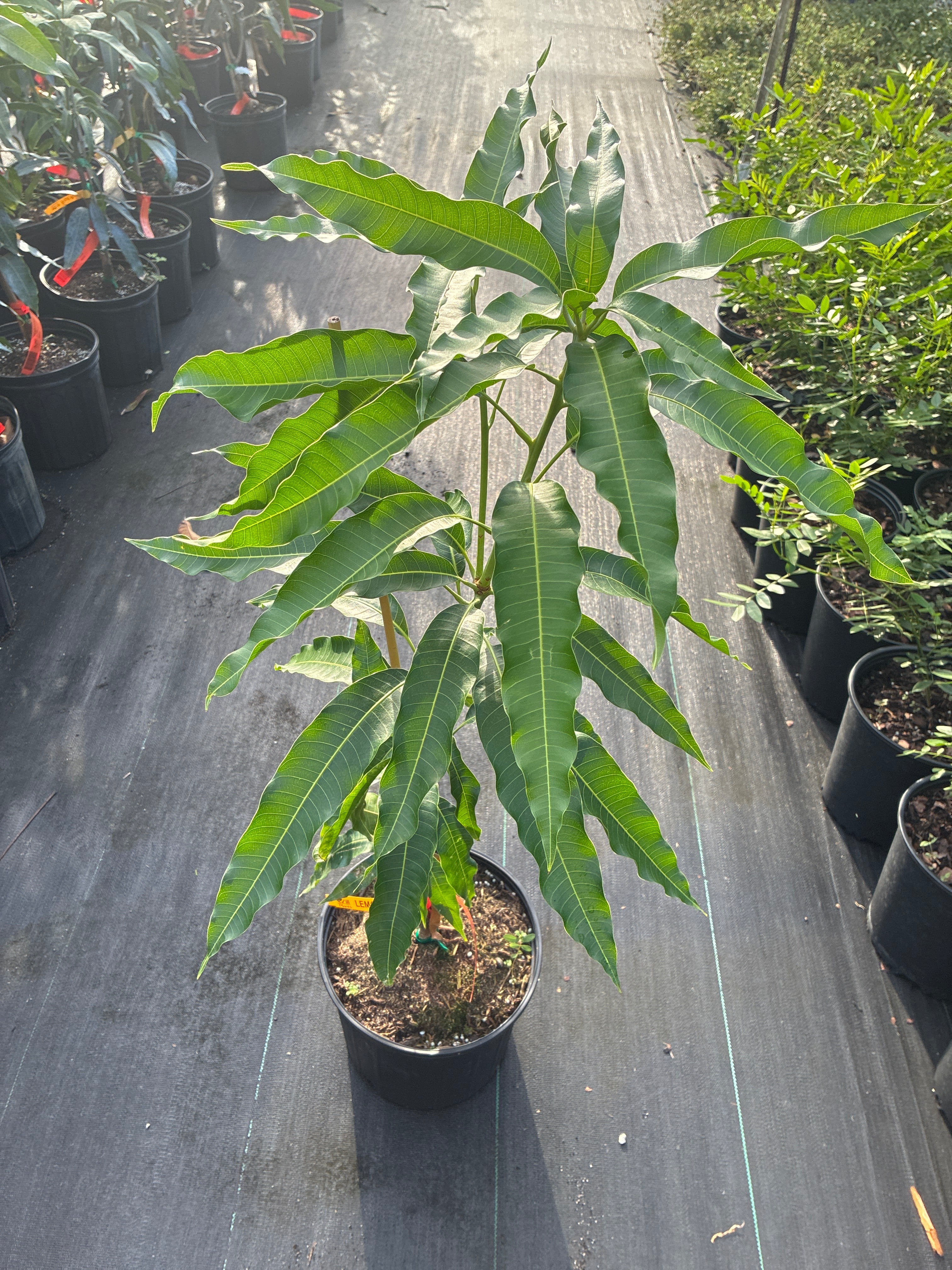 Mangifera indica 'Lemon Zest' Tree