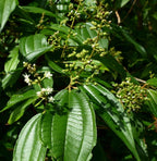 Miconia laevigata