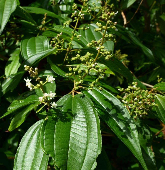 Miconia laevigata
